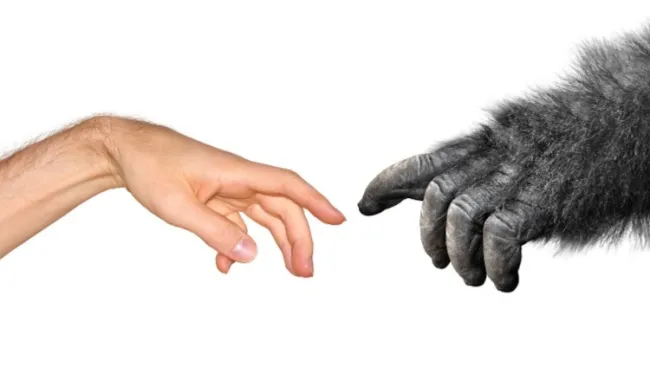 human touching monkey